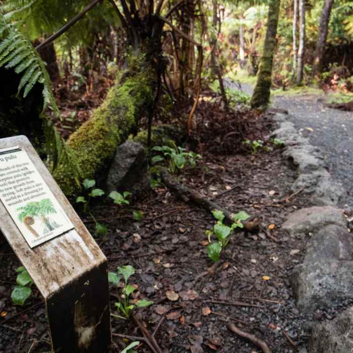 Near Kilauea Iki Crater Loop Near Kilauea Iki Crater Loop