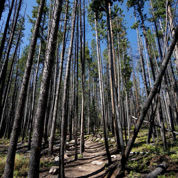 Near Buffalo Cabin + Buffalo Mountain Hike