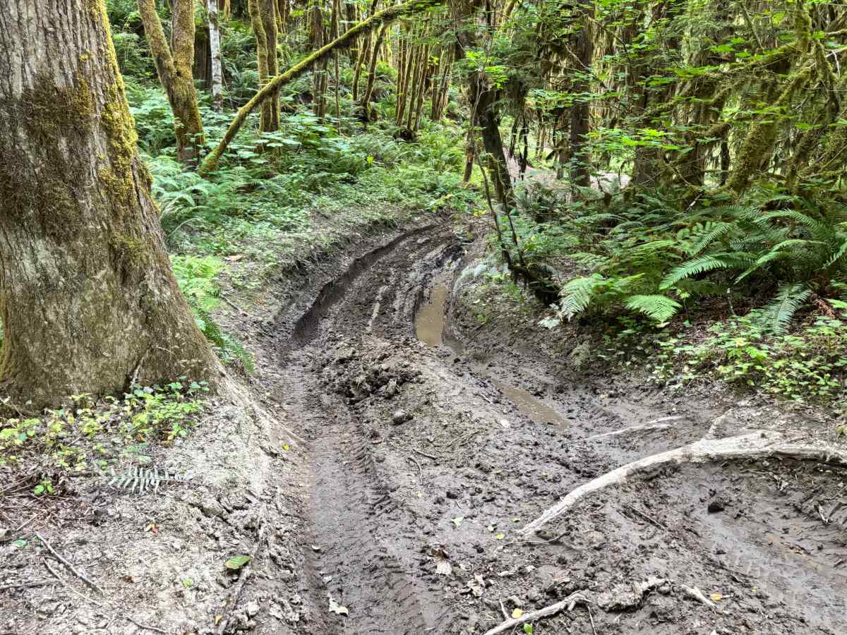 Sauk River Forest Loop trail photo