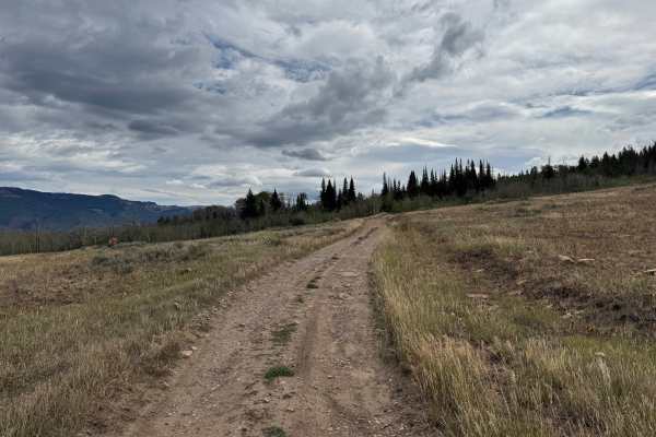 Piney Road