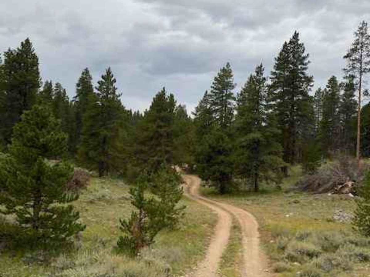 Texas Creek Woodsy Loop Trail photo 3