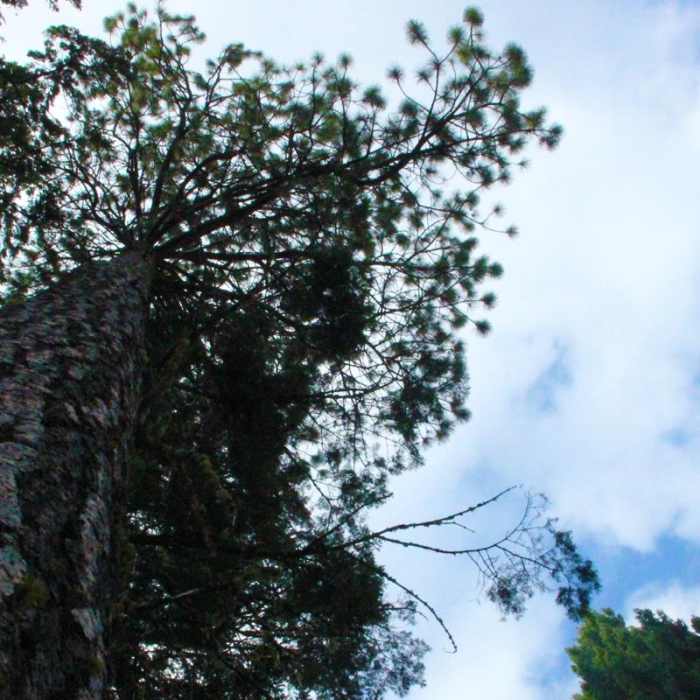 Near Pilot Rock Trail