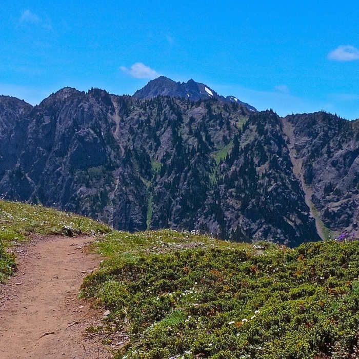 Near Mt. Townsend Trail #839