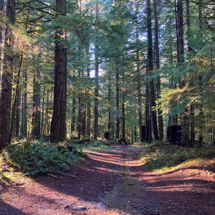 Near Buck Mountain Loop