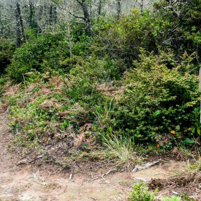 Near Blacklock Point Hike