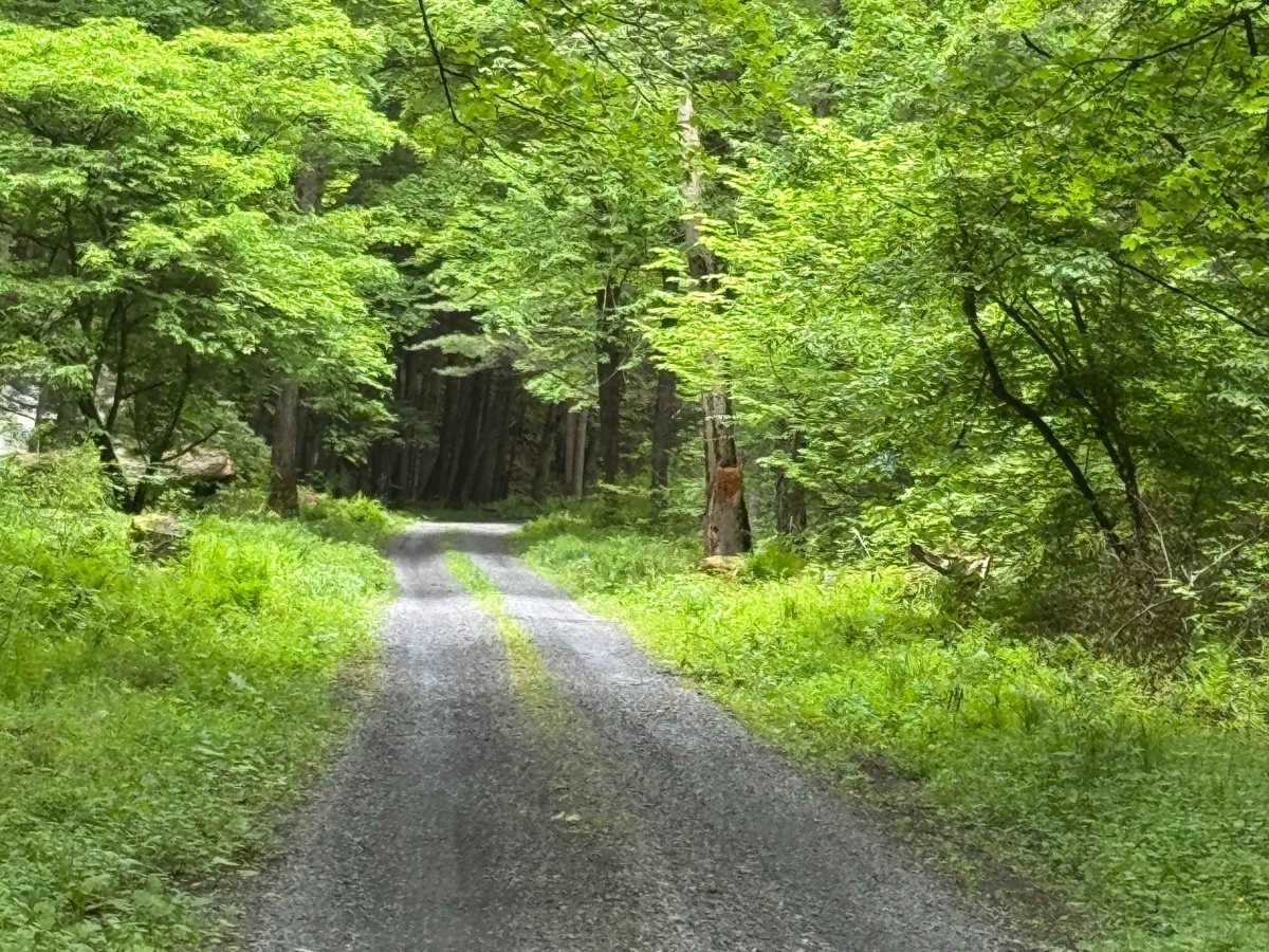Little Greenlick Road photo 2