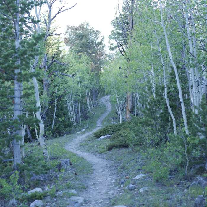 Near Lehman Creek Trail