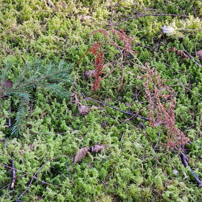 Near Cook's Ridge + Gwynn Creek Trail