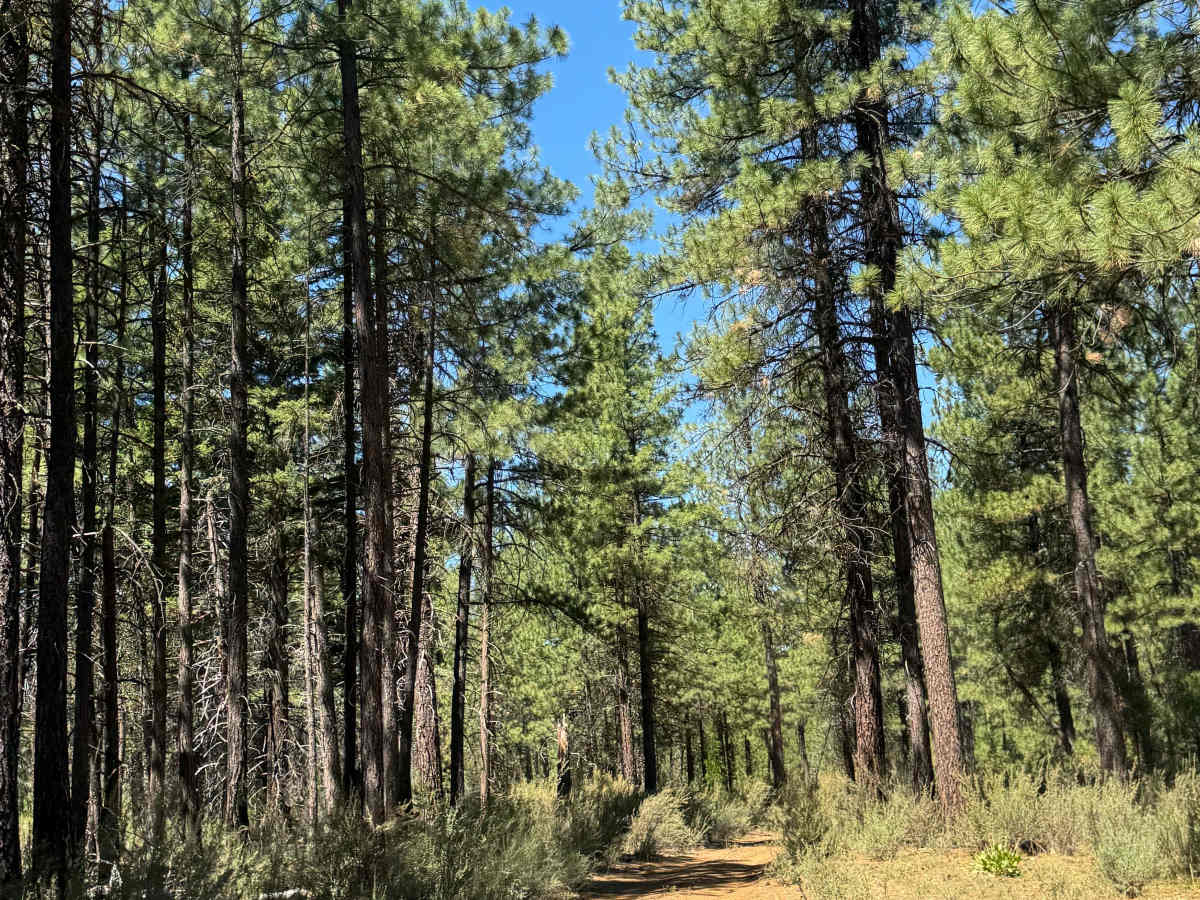 Jefferson Lake Trail photo 5