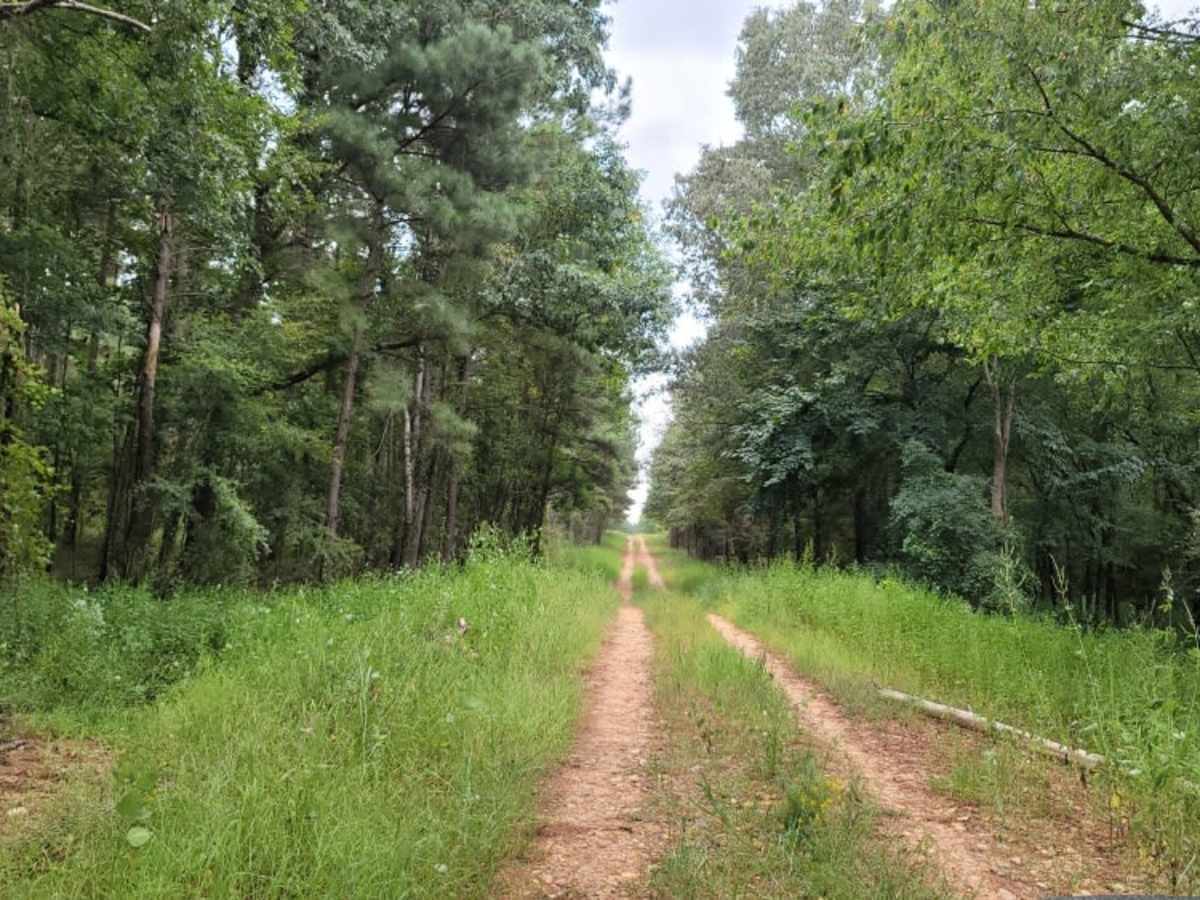 Bois D'Ark WMA from HWY 67 photo 6