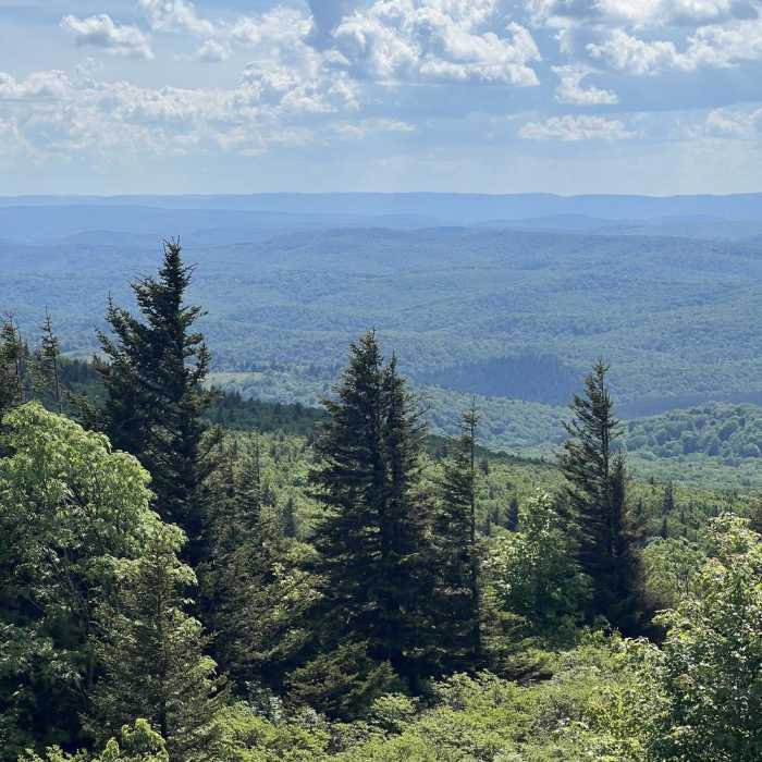 Near Whispering Spruce