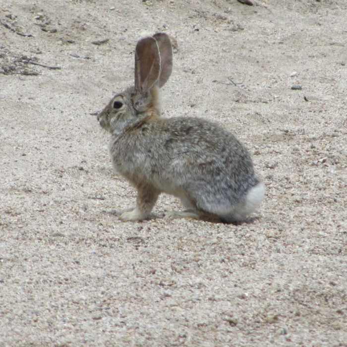 Near Queen Valley Road