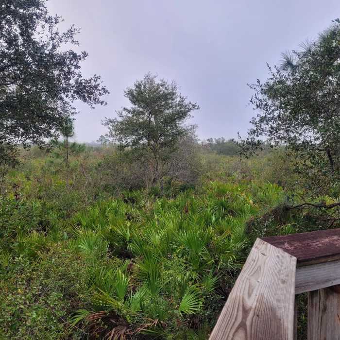 Near Palmetto Pines Trail