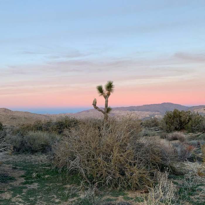 Near Central Joshua Tree Loop