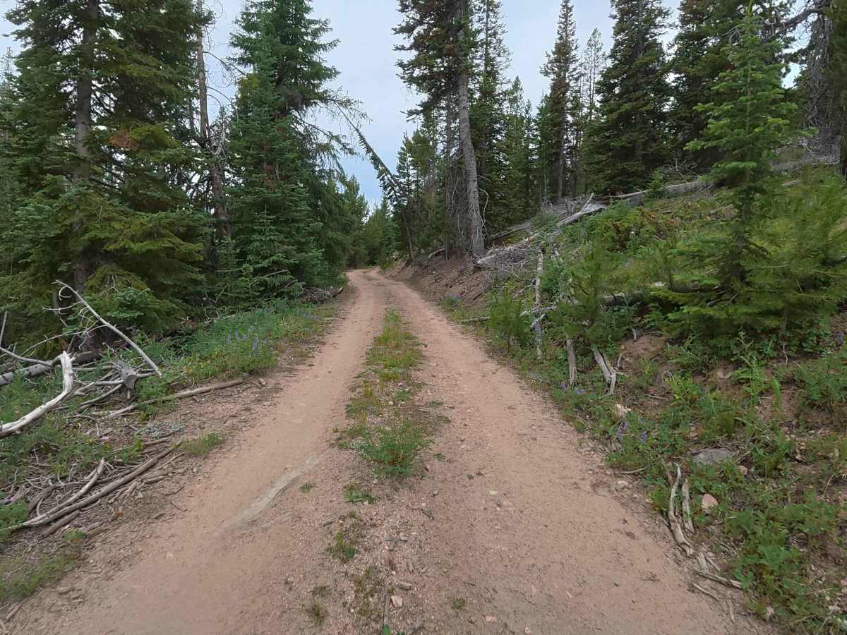Sawmill Road - FS 241 photo 2