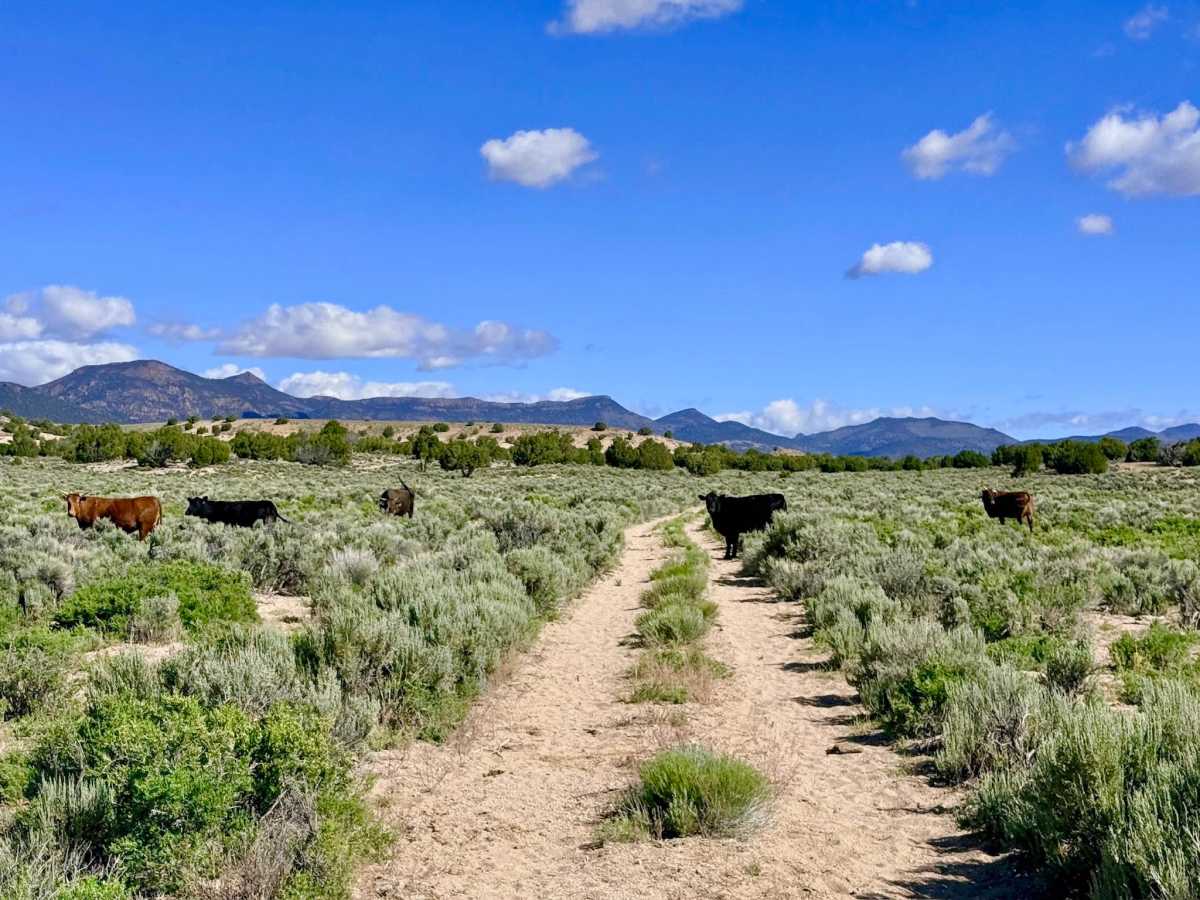 Anderson Field Road - FS 44811 photo 6