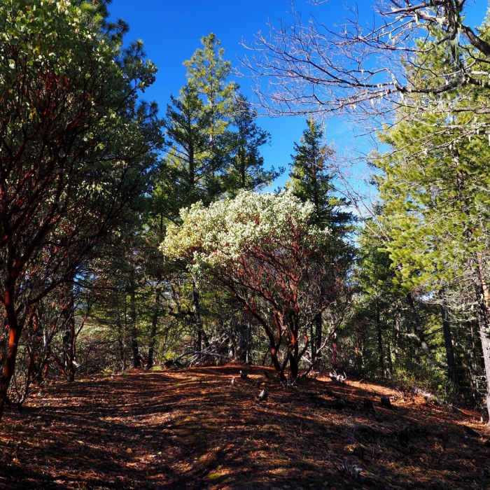 Near Prospectors Loop Trail #974