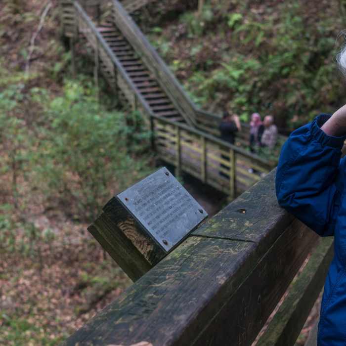 FloridaFall13-06678 Near Devil's Millhopper Geological State Park