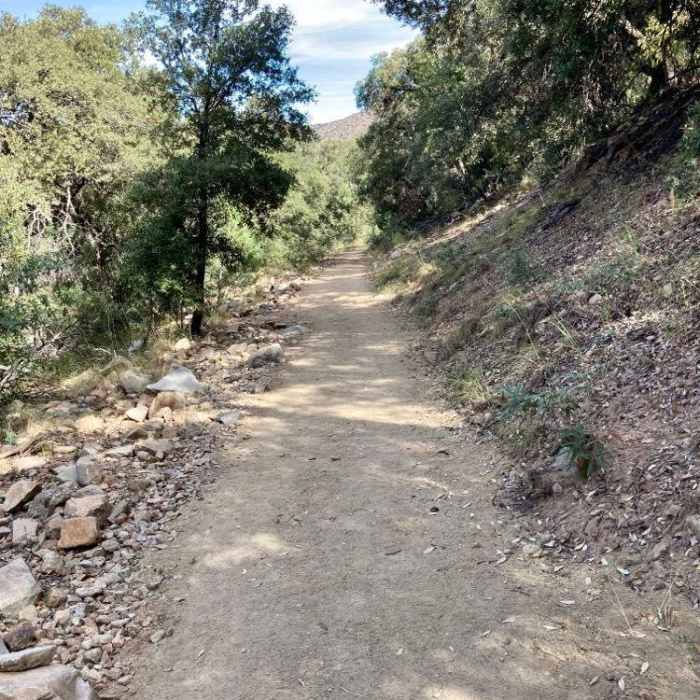 Near Mt. Wrightson via Old Baldy Trail