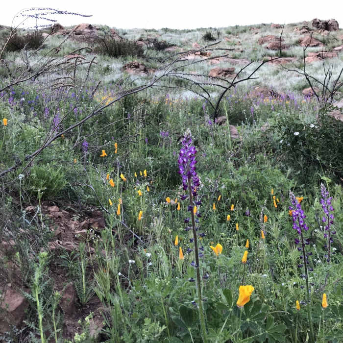 Fields of wild flowers in bloom Near Last Chance Trail