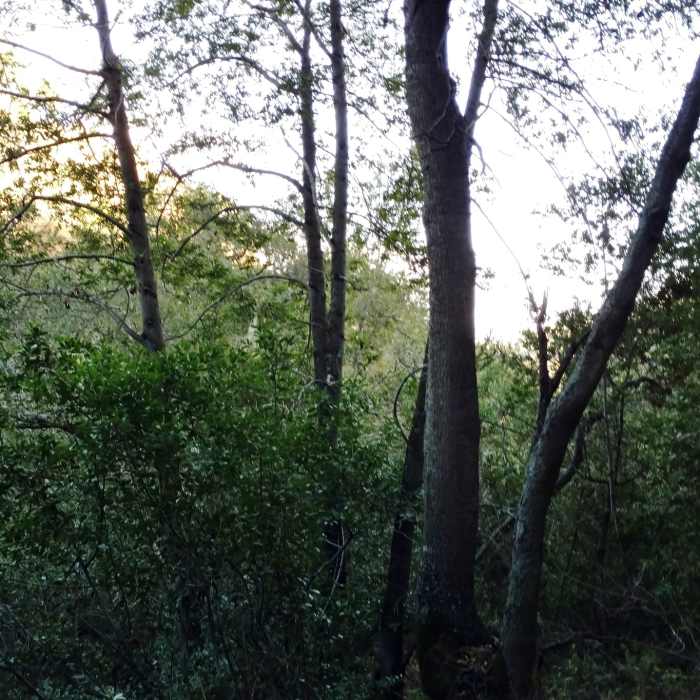 Near Deep Gulch Trail