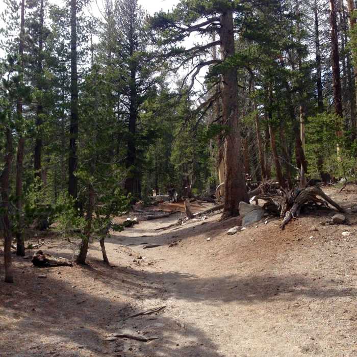 Near McLeod Lake Trail