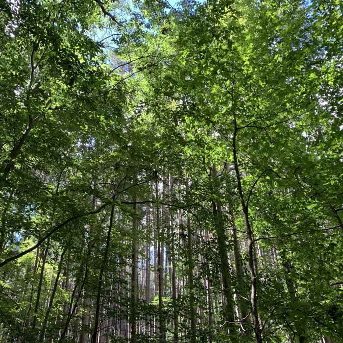 Near Yellow - Sugarbush Loop