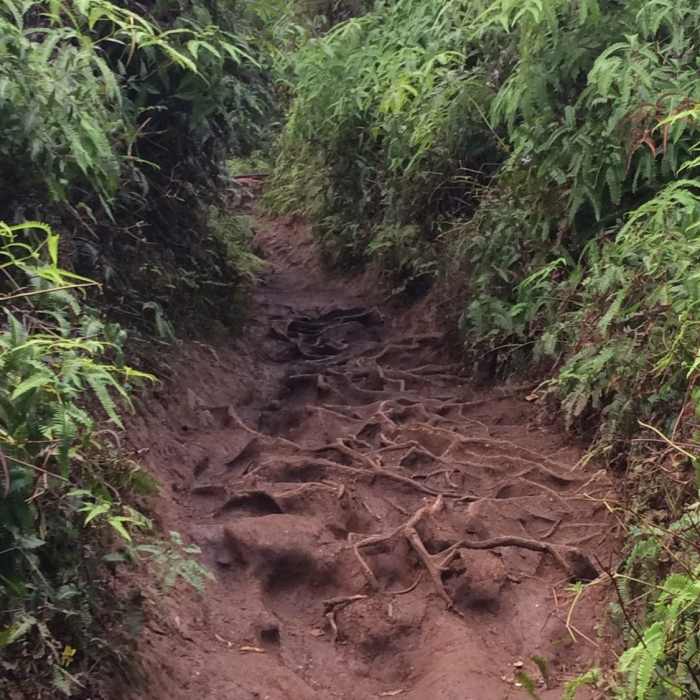 Near Maunawili Falls Trail