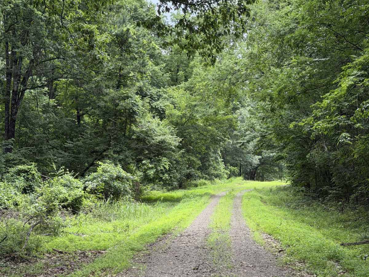 Round about camp trail photo 5