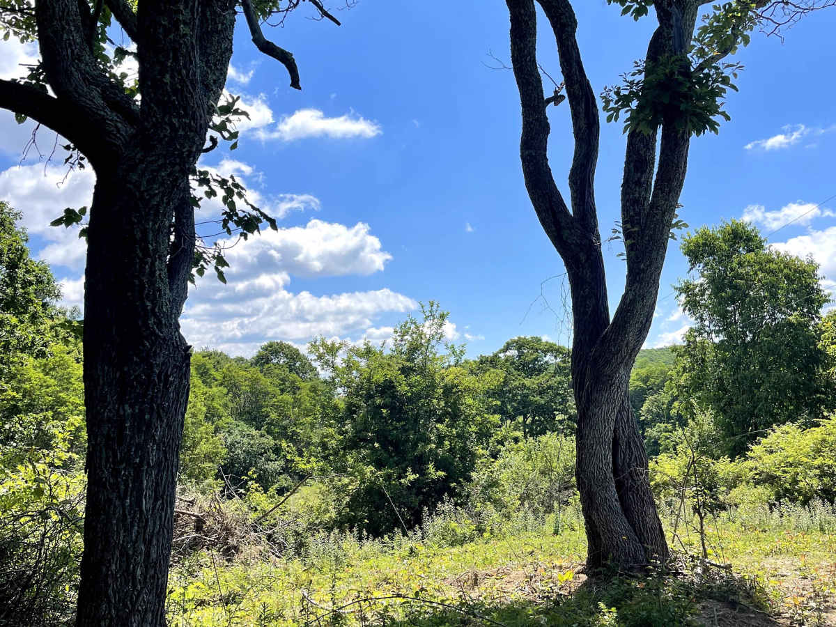 Homestead Road trail photo