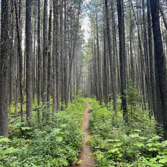 Near Continental Divide Trail: Montana-Idaho Section 30C