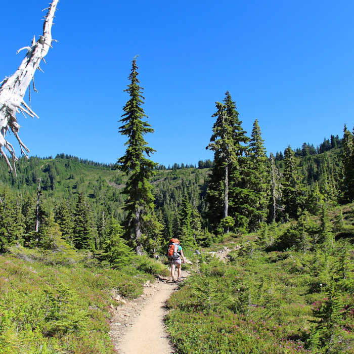Near Little Divide Trail