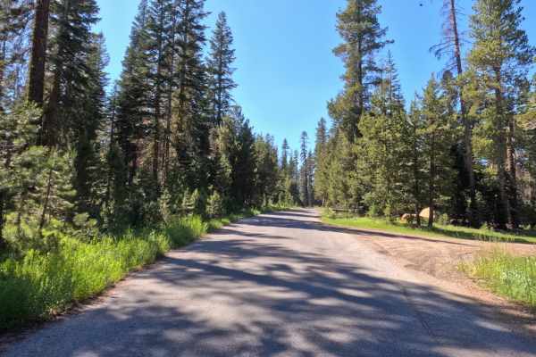 Wilson Meadows Road -  FS 11N37F