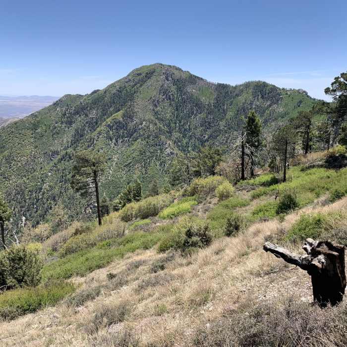 Near Carr Peak via Miller Canyon Trail