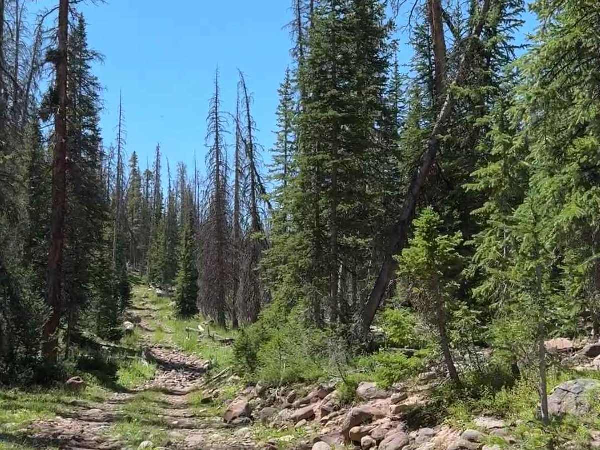 McKenzie Creek Section 10/2 photo 5