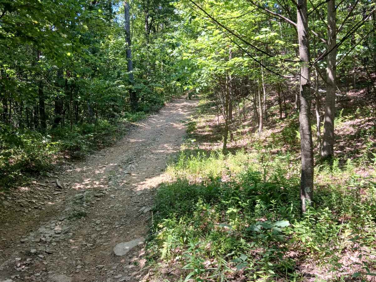 Fern Way - Rock Run Recreation Area trail photo