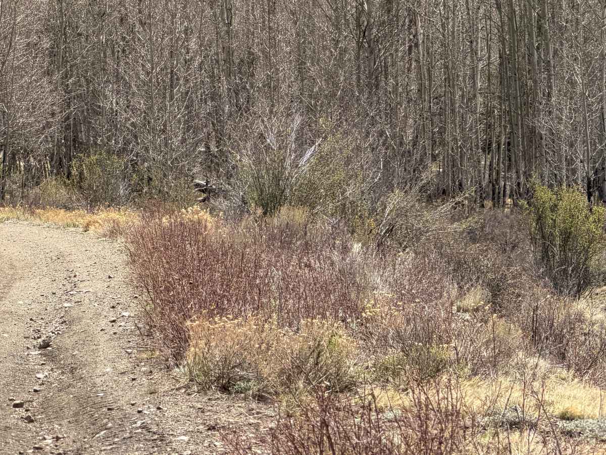 Futurity Gulch Road trail photo