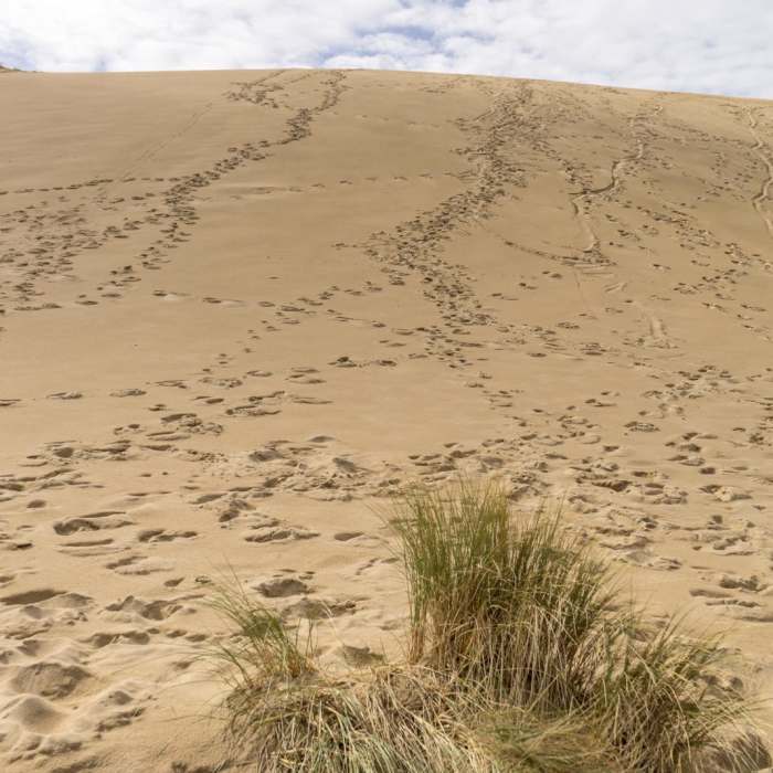 Near Hall + Shuttpelz Lake Trail