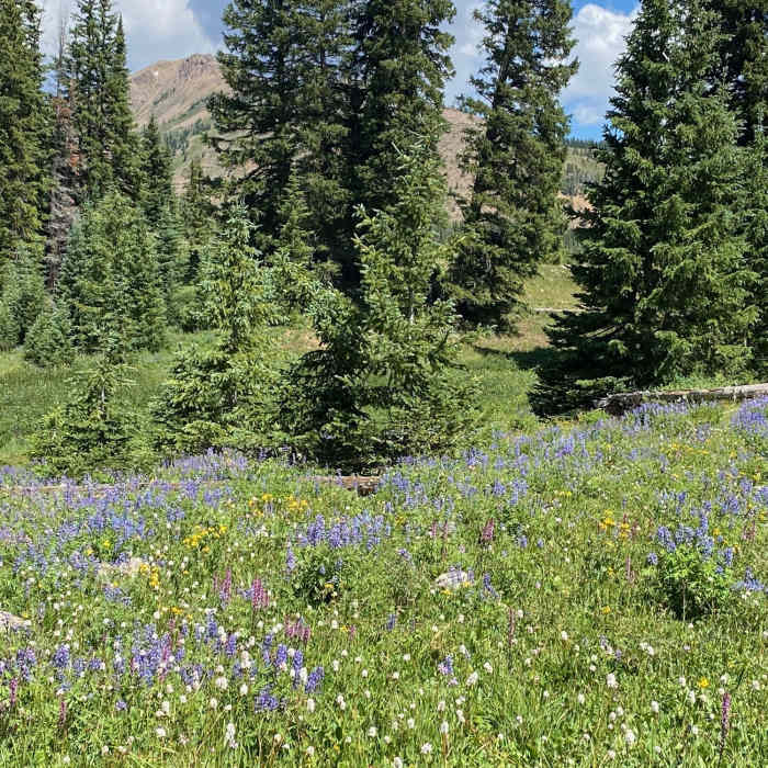 Near Wheeler Lakes Trail #60.1A