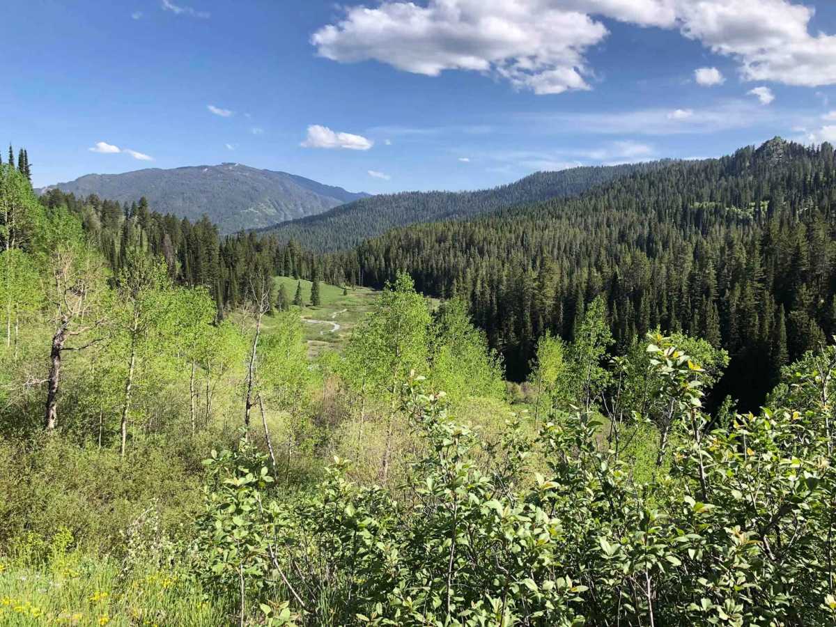 Jensen Forest Road trail photo