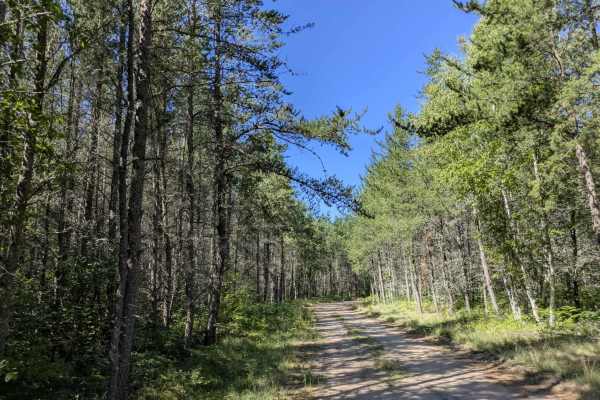 Carp Forest Road