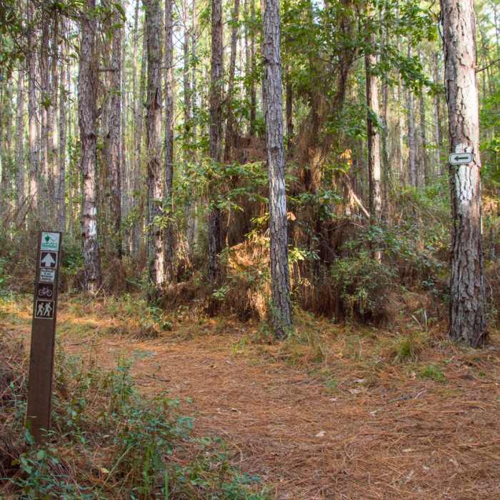 Near The Palmetto Trail: Awendaw Passage