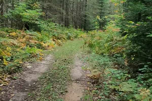 Strickler Truck Road - Timber Loop