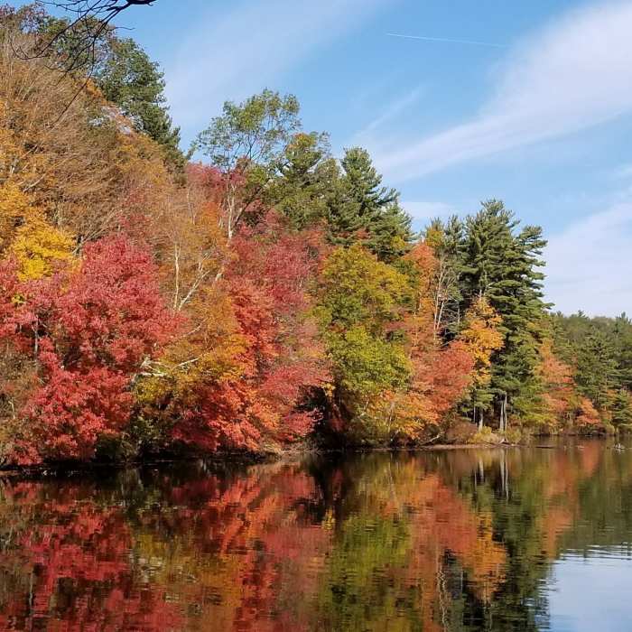 Foliage in fall Near Whitehall State Park Loop Trail