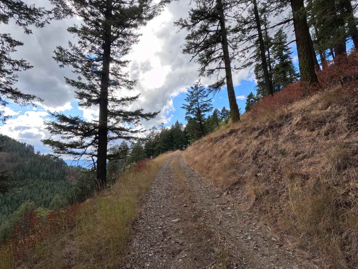 Bear Paw Ridge South - FS 515020 photo 6