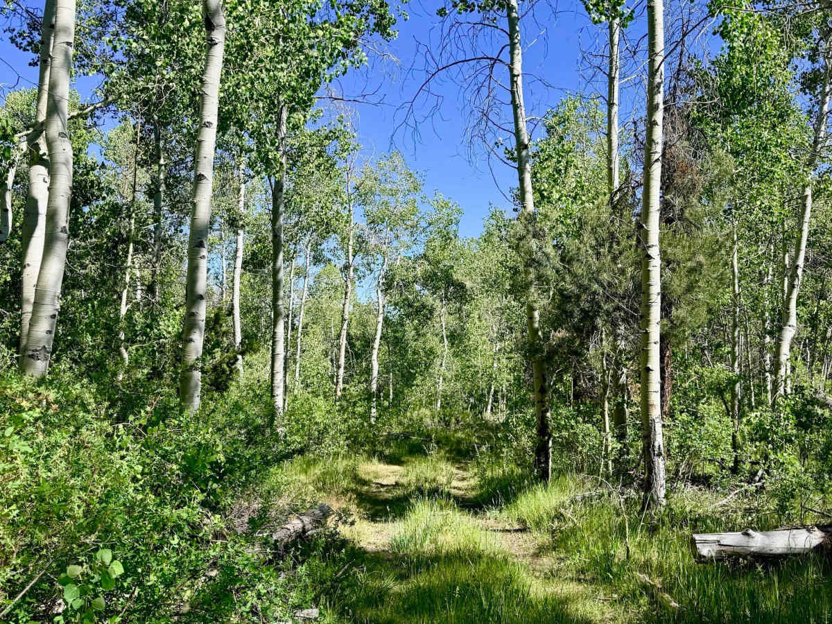 North Fork Allison Creek FS43515 trail photo