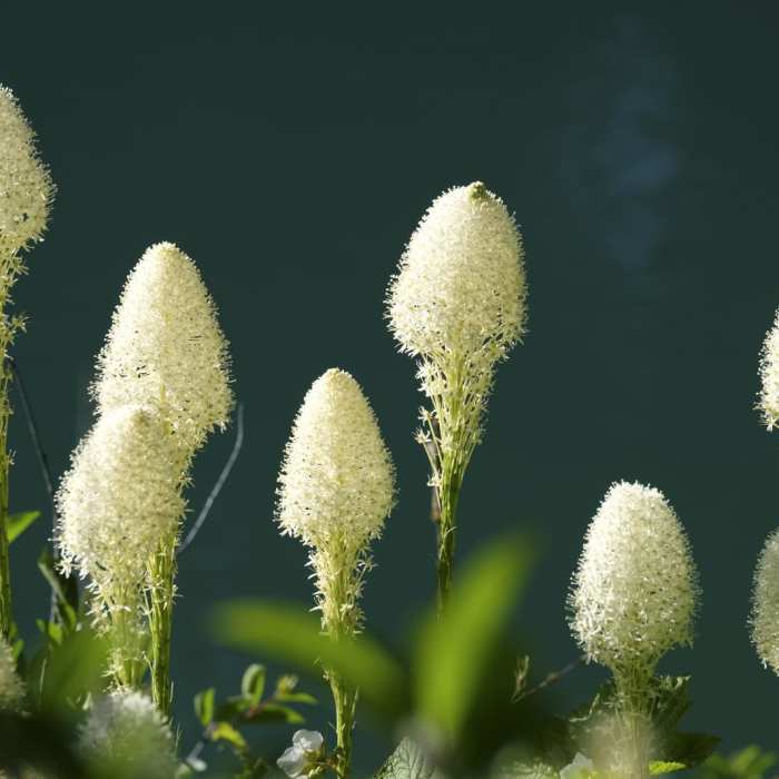 Near Grinnell Glacier