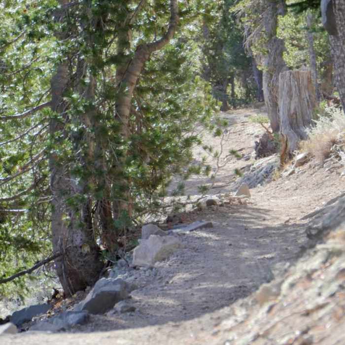 Near Tamarack Peak Loop