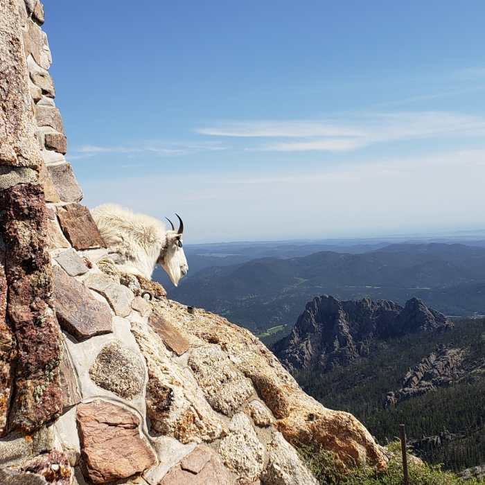 Tagged goat #98 at the summit of Black Elk Peak Near Black Elk Peak Loop