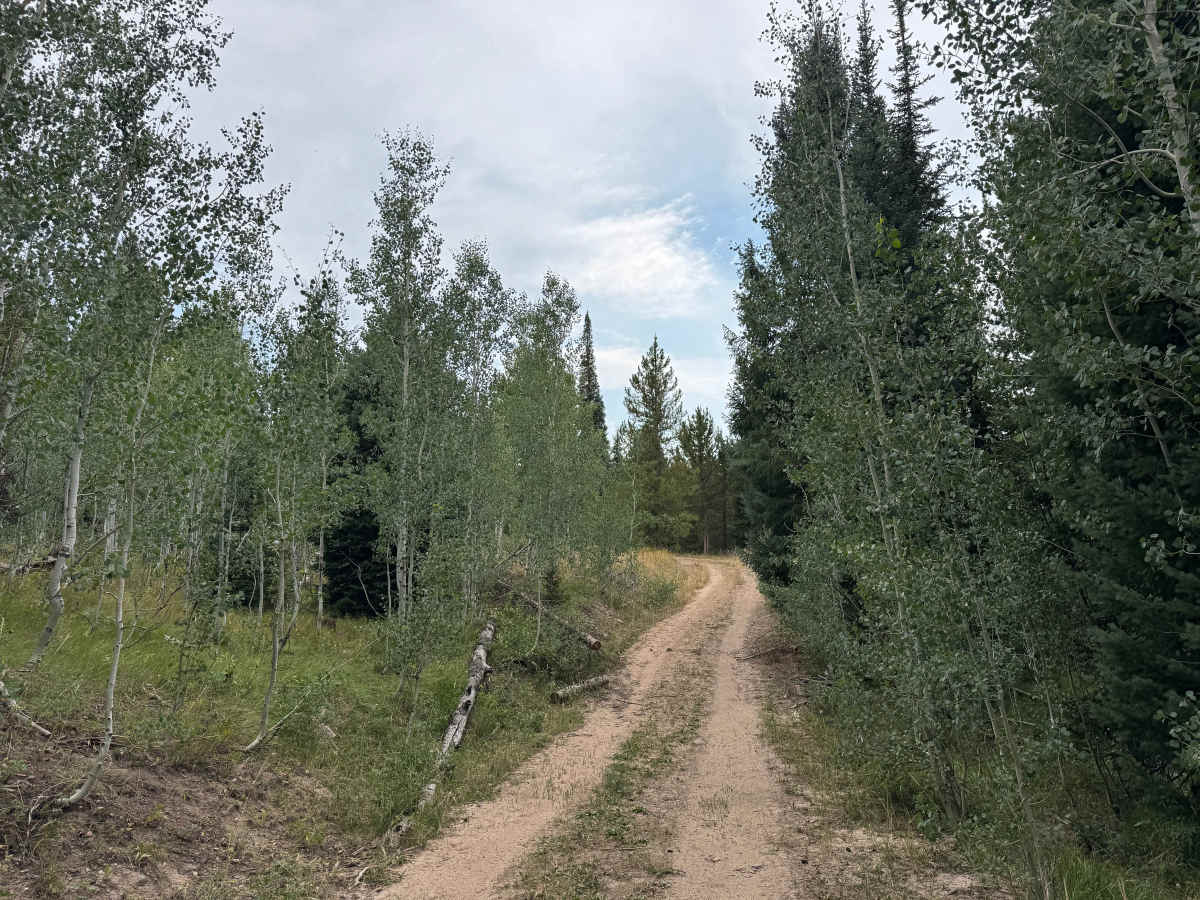 Mill Creek Road - FS 469 trail photo